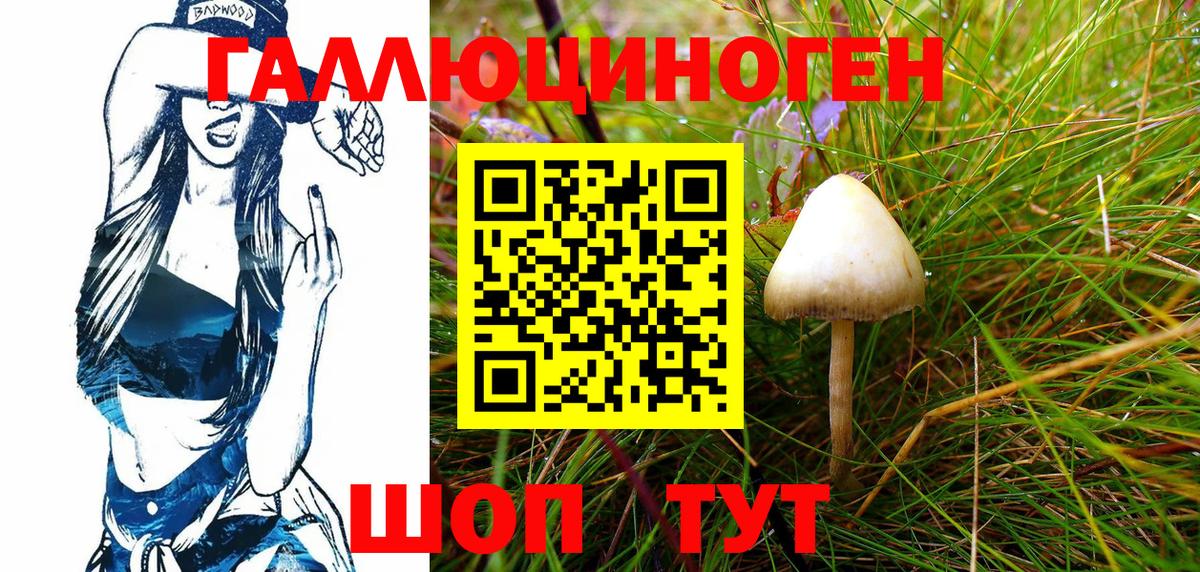 Псилоцибиновые грибы Psilocybe Кунгур